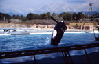 scan 65
