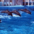 scan 67