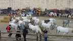 Roussataïo