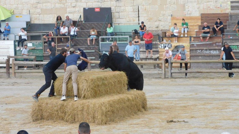 L'an prochain, ils essaieront de le faire grimper aux arbres ! DSCN0126.jpg